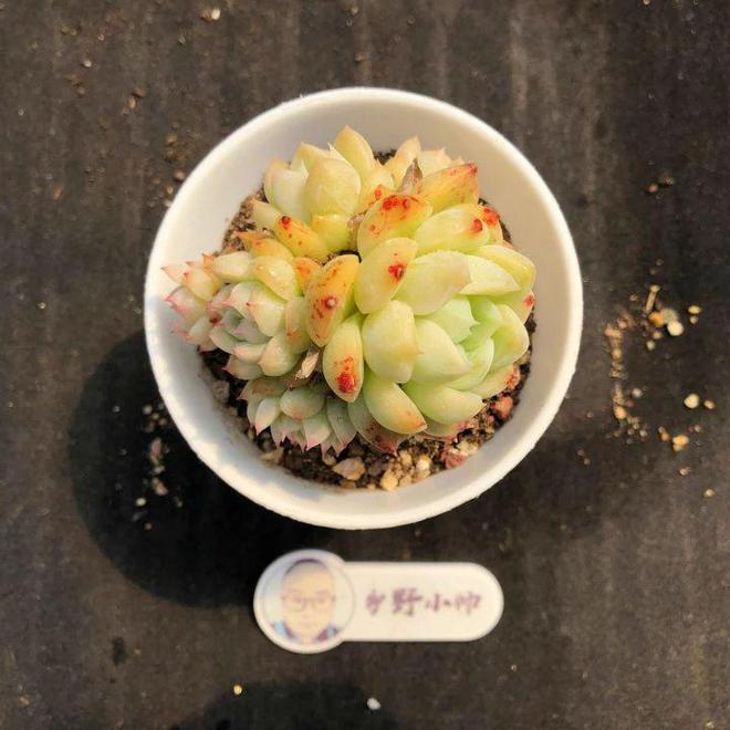 多肉植物漂亮又省心用心CQ9电子 CQ9传奇电子呵护加倍快乐(图2)