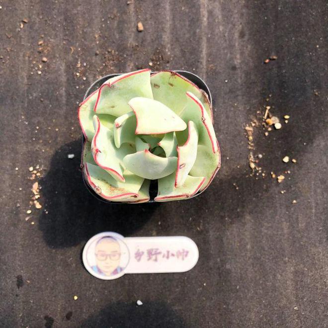 多肉植物漂亮又省心用心CQ9电子 CQ9传奇电子呵护加倍快乐(图3)