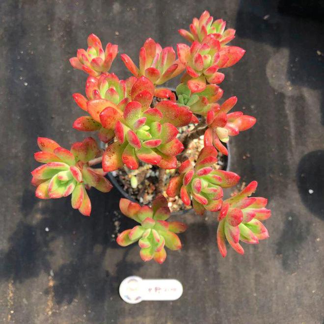 多肉植物漂亮又省心用心CQ9电子 CQ9传奇电子呵护加倍快乐(图4)