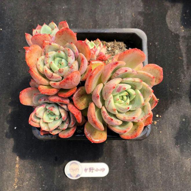 多肉植物漂亮又省心用心CQ9电子 CQ9传奇电子呵护加倍快乐(图5)
