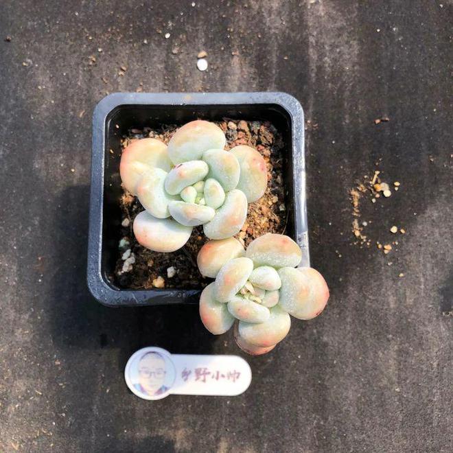 多肉植物漂亮又省心用心CQ9电子 CQ9传奇电子呵护加倍快乐(图6)