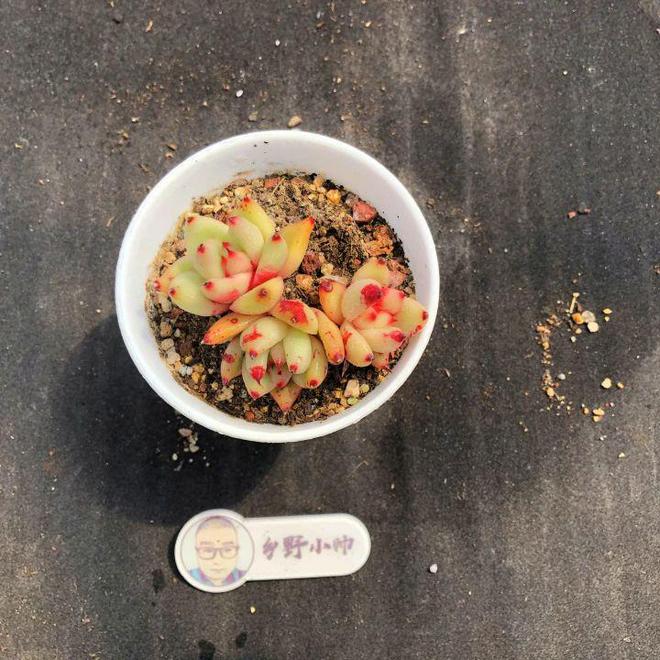 多肉植物漂亮又省心用心CQ9电子 CQ9传奇电子呵护加倍快乐(图7)
