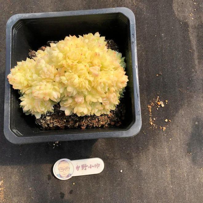 多肉植物漂亮又省心用心CQ9电子 CQ9传奇电子呵护加倍快乐(图8)
